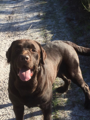 Étalon Labrador Retriever - VENISE BROWN De Silver Swann