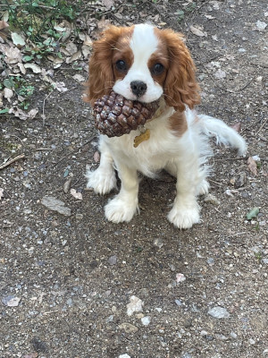 Étalon Cavalier King Charles Spaniel - Tess (Sans Affixe)