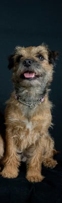 Étalon Border Terrier - Shoopy (Sans Affixe)