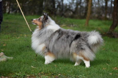 Étalon Shetland Sheepdog - Vroom Vroom du Domaine du Carpé