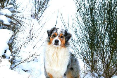 Étalon Berger Australien - CH. Opal Aussie Seven King
