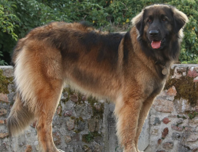 Étalon Leonberger - Saska De La Rose Et De La Vigne
