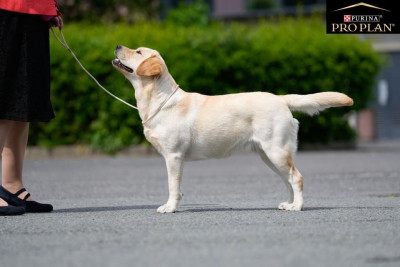 SHANNAH du vallon de la licorne