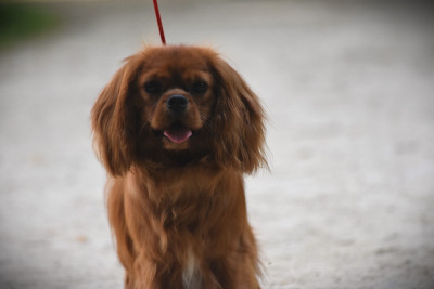 Étalon Cavalier King Charles Spaniel - Amadeus Mozart des Mémoires Sempiternelles