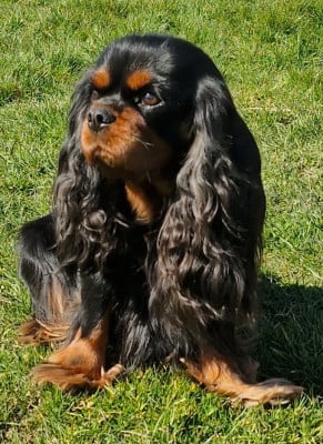 Étalon Cavalier King Charles Spaniel - Rubie Des p'tits Bizoulous