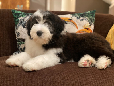 Étalon Bearded Collie - Armony de Saint Prixe
