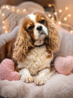 Étalon Cavalier King Charles Spaniel - Ugnia de la plaine du Jaelma