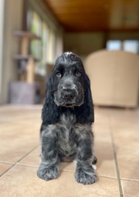 Étalon Cocker Spaniel Anglais - Like A Part Of Me Bright Star Polaris