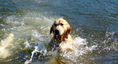 Étalon Golden Retriever - ulka Du Clos Meridional