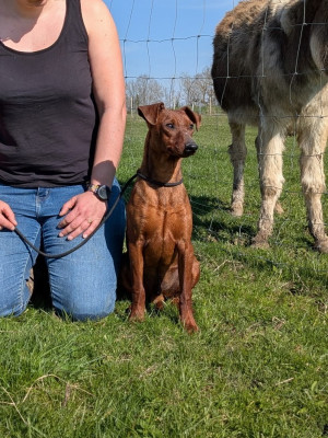 Étalon Pinscher Allemand - Alfy, le vagabond des fringants complices