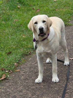 Étalon Labrador Retriever - Ambre du vallon de la licorne