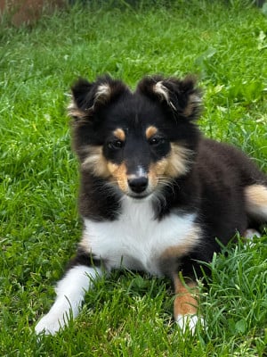 Étalon Shetland Sheepdog - Barr-Amzer Du De La Ria Triskela