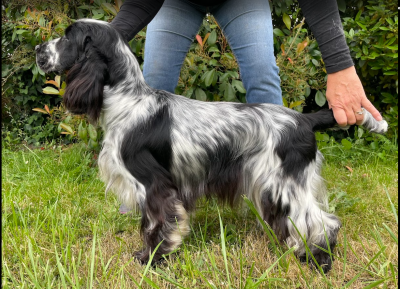 Étalon Cocker Spaniel Anglais - Victoire dite Vicky du cottage de sweet mi lady
