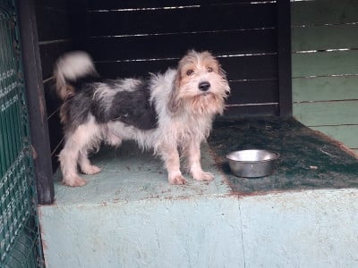 Étalon Petit Basset griffon vendeen - TAZER des ronciers d auvergne