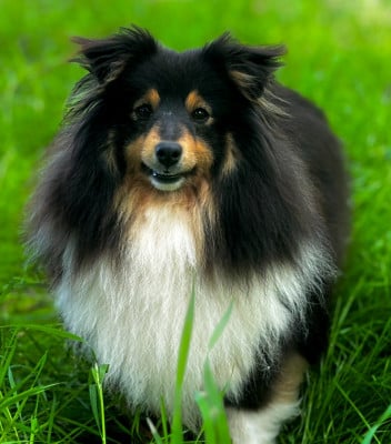 Étalon Shetland Sheepdog - Scalloway de la source du Montet