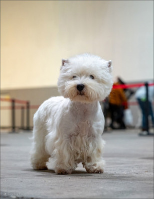 Étalon West Highland White Terrier - CH. Twixie of White Thistle