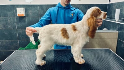 Étalon Cocker Spaniel Anglais - So sweet and Lovely alibie