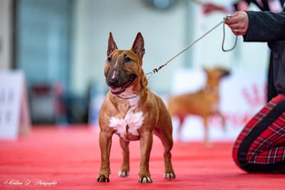 Étalon Bull Terrier Miniature - Solfarino Volturi Chelsea
