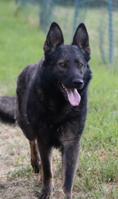 image de Uxila