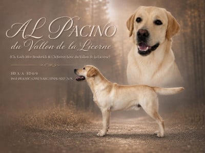 Étalon Labrador Retriever - AL PACINO du vallon de la licorne