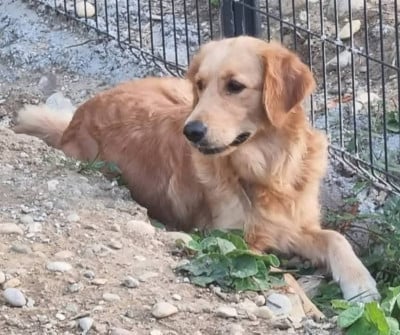 Étalon Golden Retriever - Sidney des amours du champ doré Des Amours Du Champ Dore