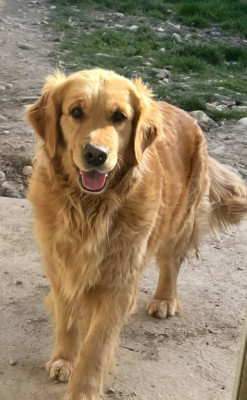 Étalon Golden Retriever - THE STARS OFF LOVE TAMARA Du Rêve De La Prairie