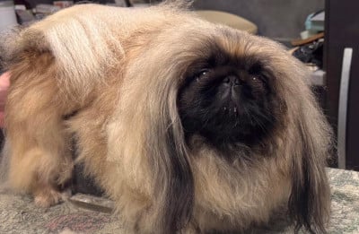 Étalon Pekinois - toscane Du caillou blanc