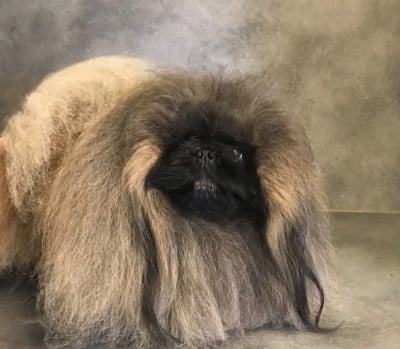 Étalon Pekinois - CH. remember our love des capucins de pek-king des capucins des pek-king