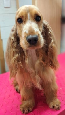 Étalon Cocker Spaniel Anglais - Voilà Maggie of Mayajoe's Dreams