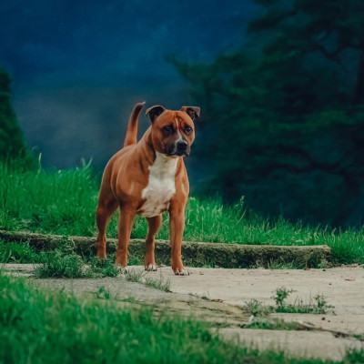 Étalon Staffordshire Bull Terrier - Rya de los aguilas de fuego