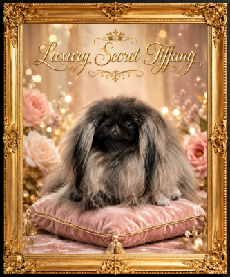 Étalon Pekinois - Luxury Secret Tiffany