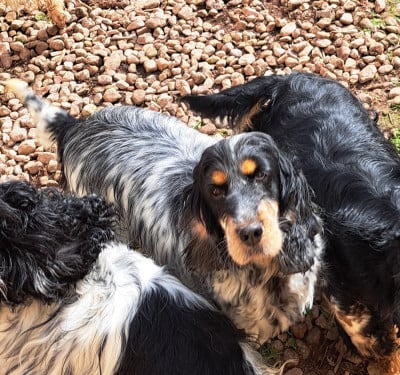 Étalon Cocker Spaniel Anglais - Patschinka (Sans Affixe)