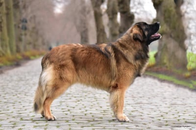 Étalon Leonberger - CH. slottblommans Viking Ragnar Lodbrok