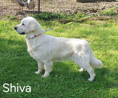 Étalon Golden Retriever - Shiva Du domaine des eurantes