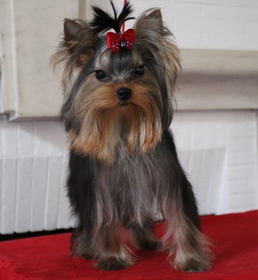 Étalon Yorkshire Terrier - silver poise Red Rallye