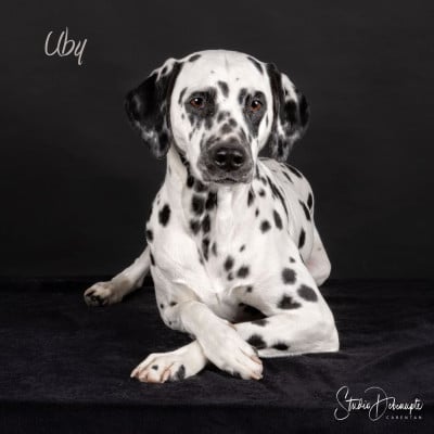 UBY du chamquille de la luuce
