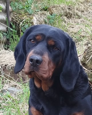 Étalon Basset des Alpes - TRIXIE Du Chemin Des Carrières