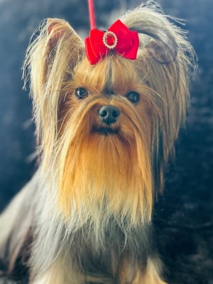 Étalon Yorkshire Terrier - Victoria s Secret de L Eden Royal de l'Eden Royal