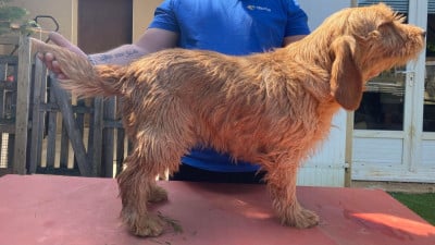 Étalon Basset fauve de Bretagne - titan De L'Echo Du Tramway