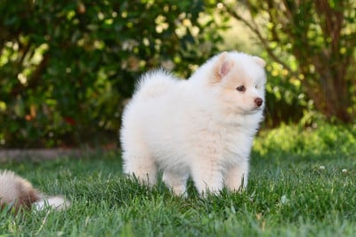 Étalon Chien finnois de Laponie - Brightheart Kaira Valkoinien Laakso