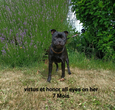 Étalon Staffordshire Bull Terrier - Virtus Et Honor all eyes on her