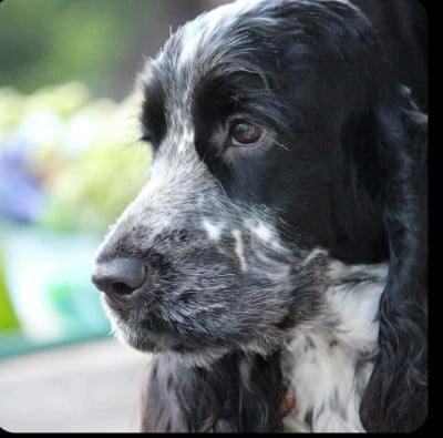 Étalon Cocker Spaniel Anglais - Deep blue of sea water