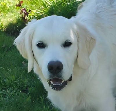 Étalon Golden Retriever - Ava Luna Du Clos Des Lucs