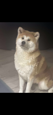 Ruby Go Des Fideles Akita Ken
