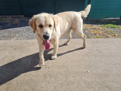 Étalon Golden Retriever - ARYA Du Val De La Licorne