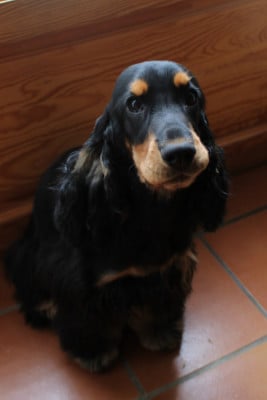 Étalon Cocker Spaniel Anglais - First fairy Tweeny Majalis Rosae