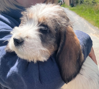Étalon Petit Basset griffon vendeen - Brindille Du Taillis Des Calles