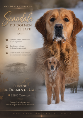 Étalon Golden Retriever - Scandale du dolmen de laye