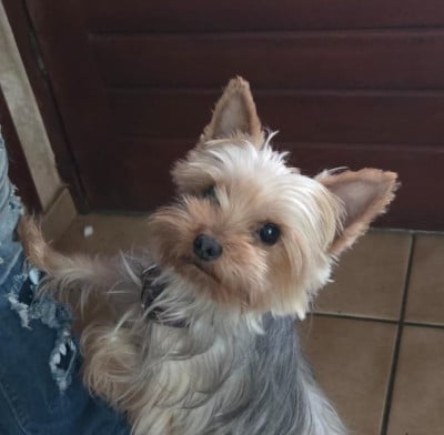 Étalon Yorkshire Terrier - TATOO De la terre des deux caps