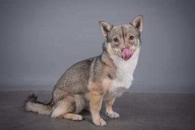 Sakura de l'Ame des Loups